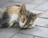 фото американская жесткошерстная кошка